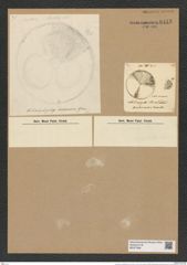Actinocyclus triradiatus Rap. (de-Toni-Nr.: Genus 195, Species 4795/58) Zeichnungen Sammlung Grunow Nr. 8443 (NHMW-BOT-W0377896)